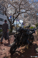 2019.4.5大岡川プロムナード開花情報⑦