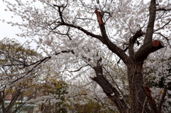 ご近所桜散策5