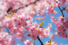 三浦海岸　河津桜 6