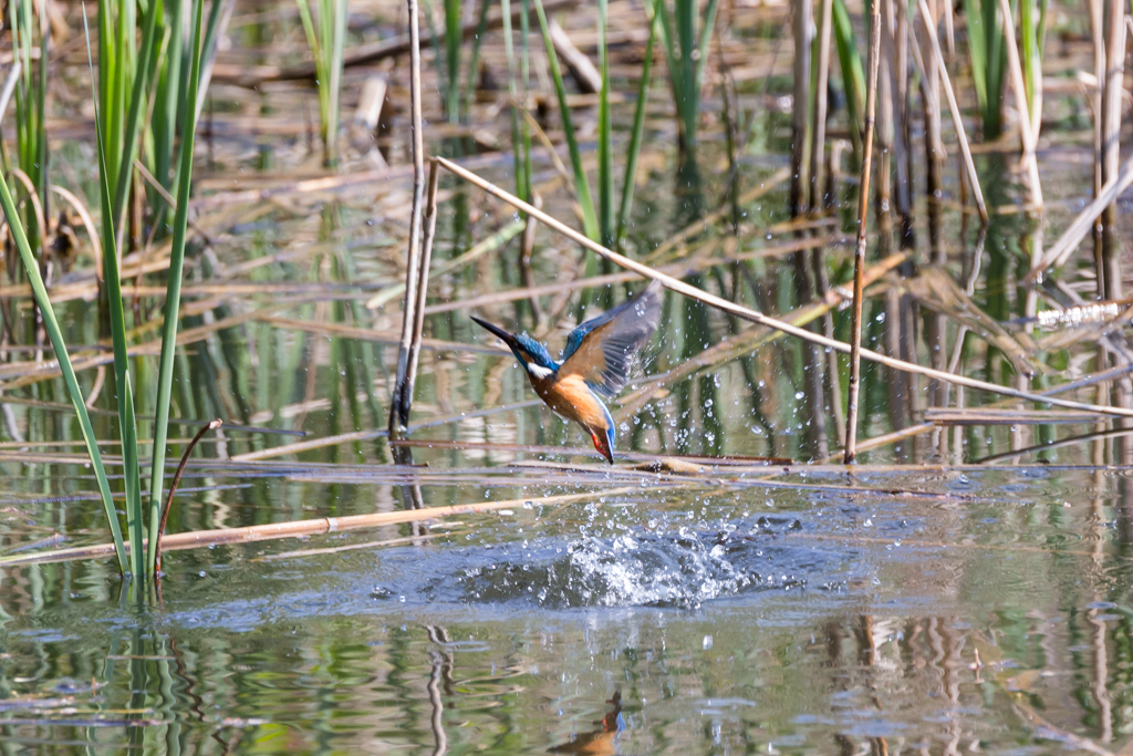 20140425カワセミ修行 4