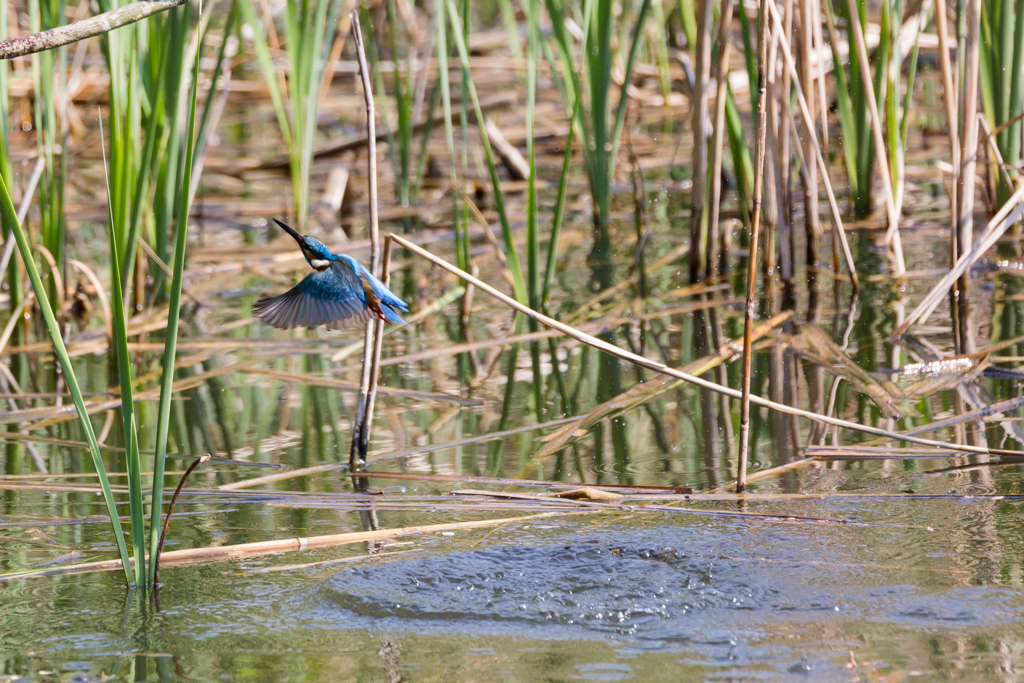 20140425カワセミ修行 5