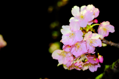 夜桜撮影2
