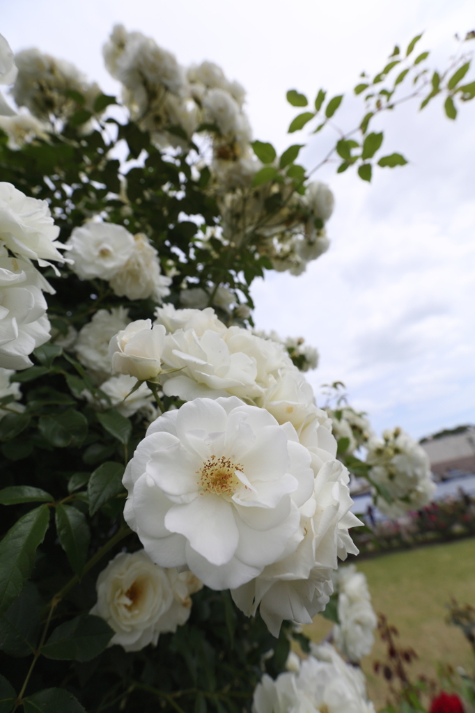バラ園で楽しむ7