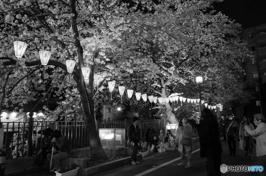 大岡川沿い夜桜散策 #3