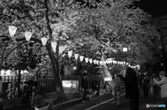 大岡川沿い夜桜散策 #3