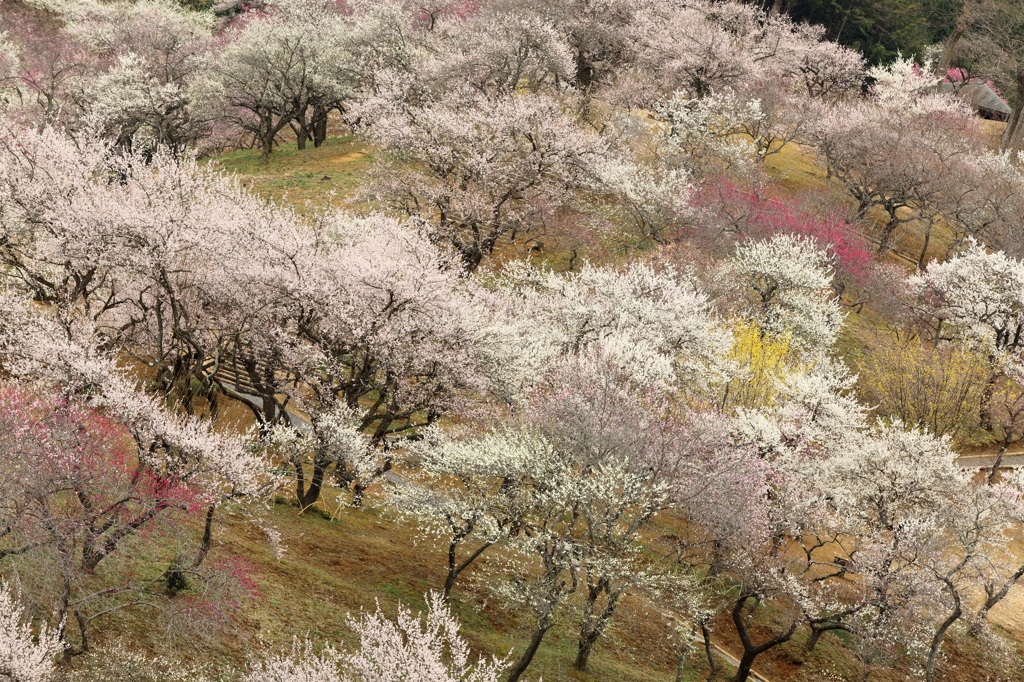 吉野梅郷　青梅市梅の公園 2