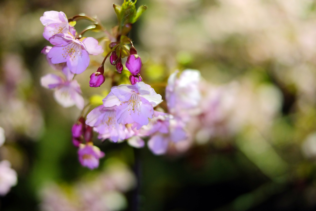 夜桜撮影3