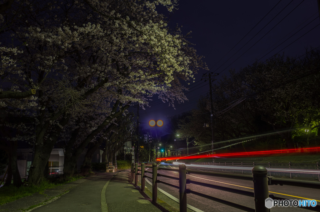 雨天予報前夜の桜 #2