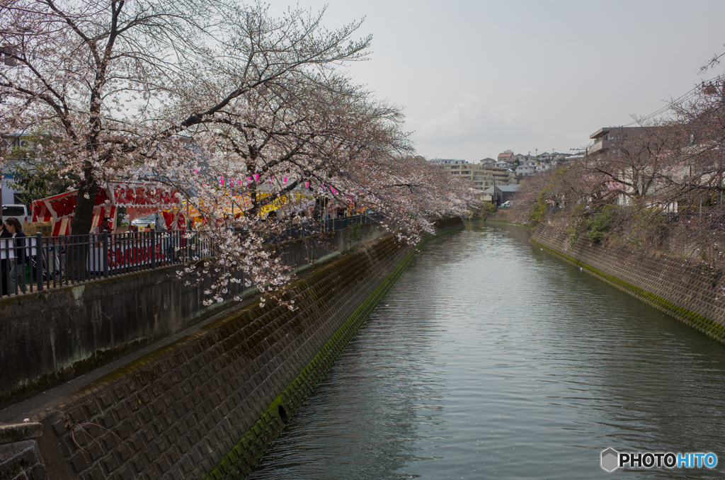 2019.3.28大岡川プロムナード開花情報⑥