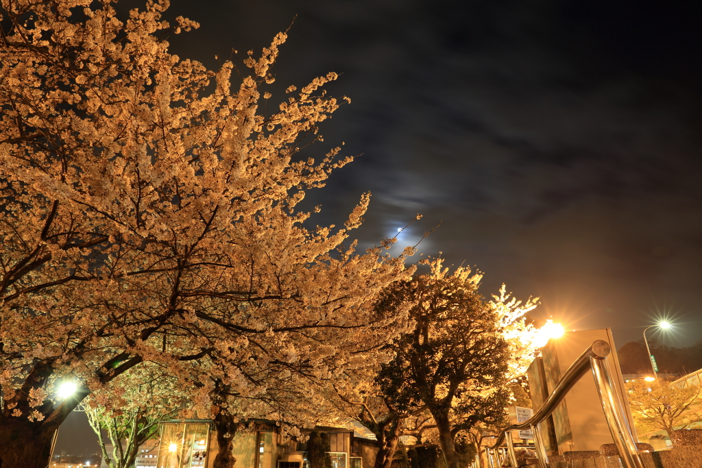 ご近所夜桜