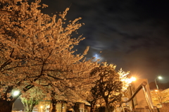 ご近所夜桜