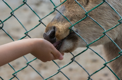 ふれあい