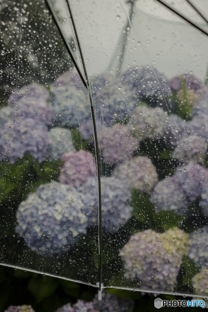 雨天散歩 3