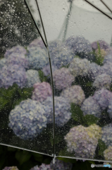 雨天散歩 3