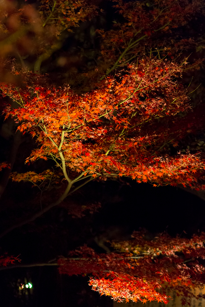 鎌倉長谷寺　紅葉ライトアップ3