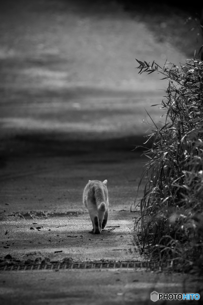 Go for a walk