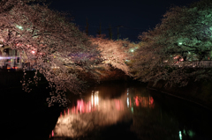 2014大岡川お花見散歩 13