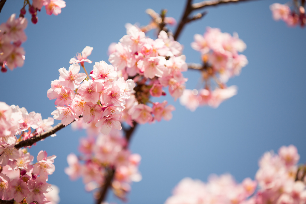 三浦海岸　河津桜 3