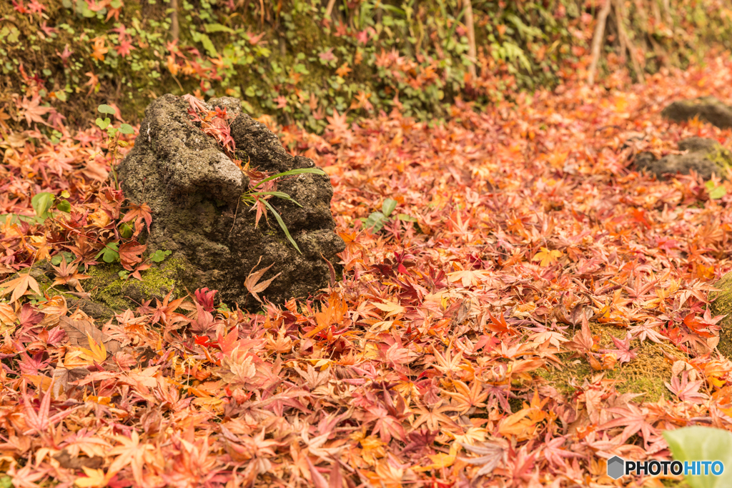 鎌倉紅葉散策@2018 長谷寺-2