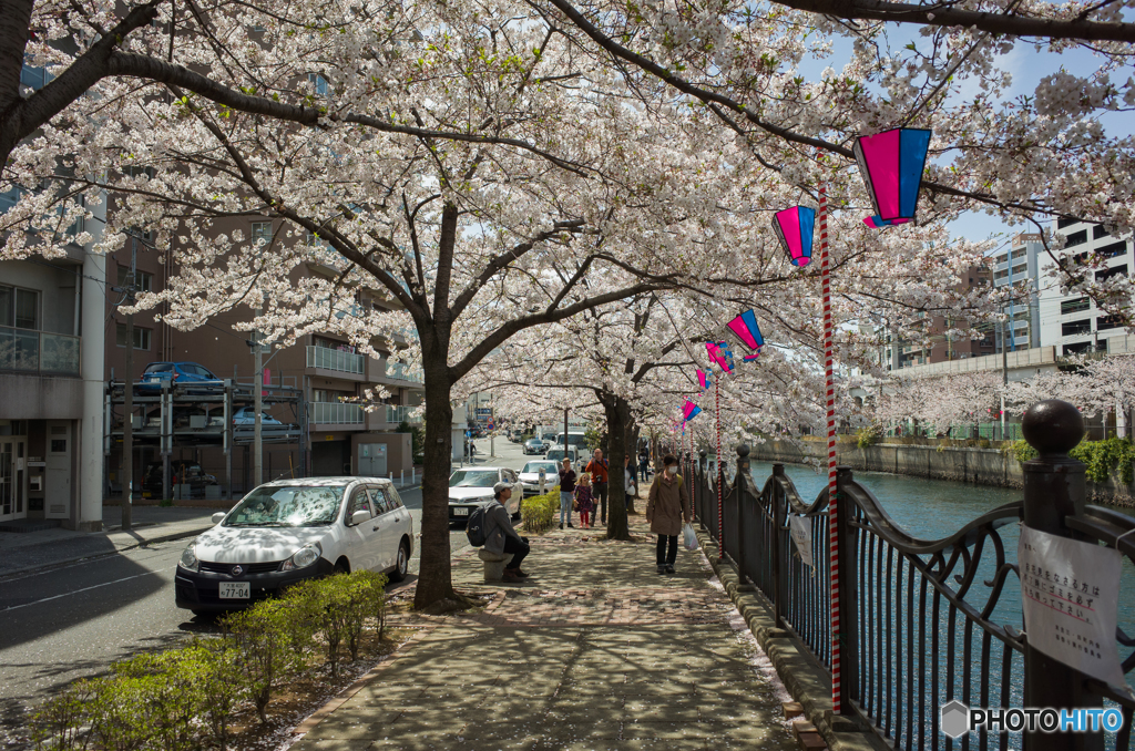 2019.4.5大岡川プロムナード開花情報⑥