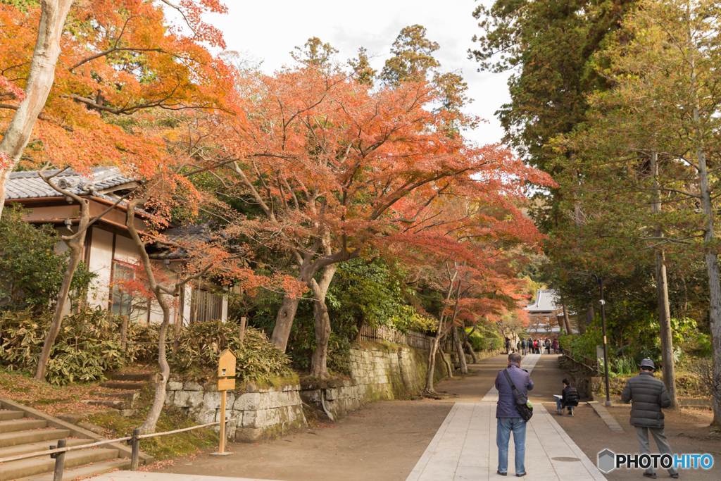 鎌倉紅葉散策@2018 円覚寺-2