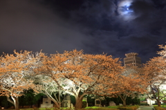 桜と月