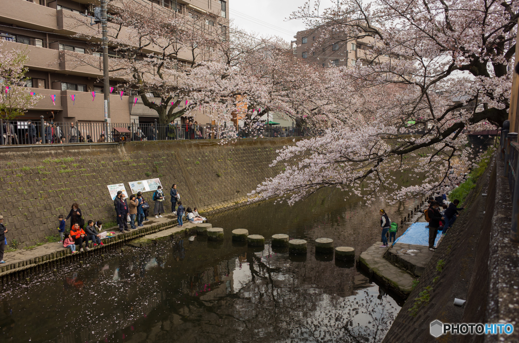 2019.3.31大岡川プロムナード開花情報⑤