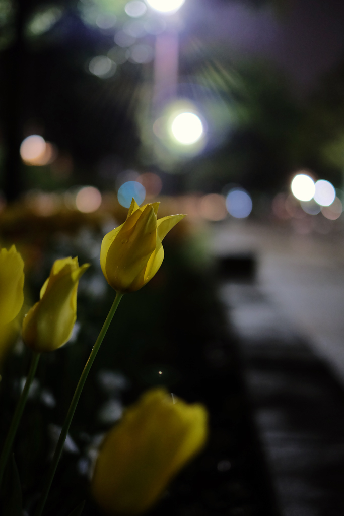 雨の夜に彩を 21