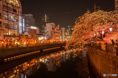 大岡川夜桜探訪 #1