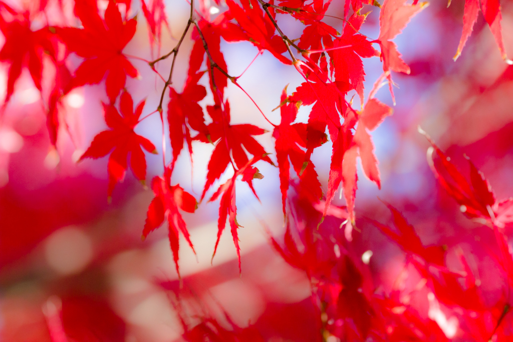 空のキャンバス　紅く染め4