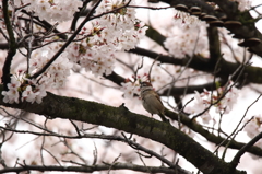花見の特等席