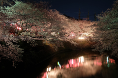 2014大岡川お花見散歩 14