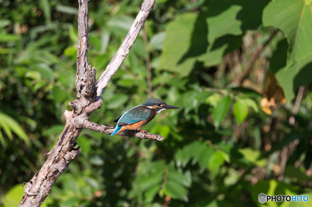 Kingfisher Snap #16