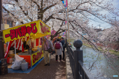 2019.4.5大岡川プロムナード開花情報⑩