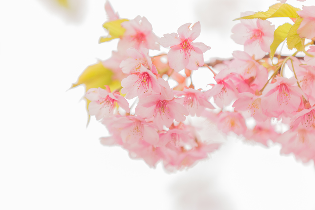 春への歩み 11