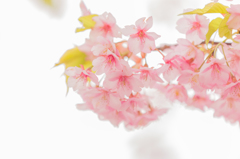 春への歩み 11