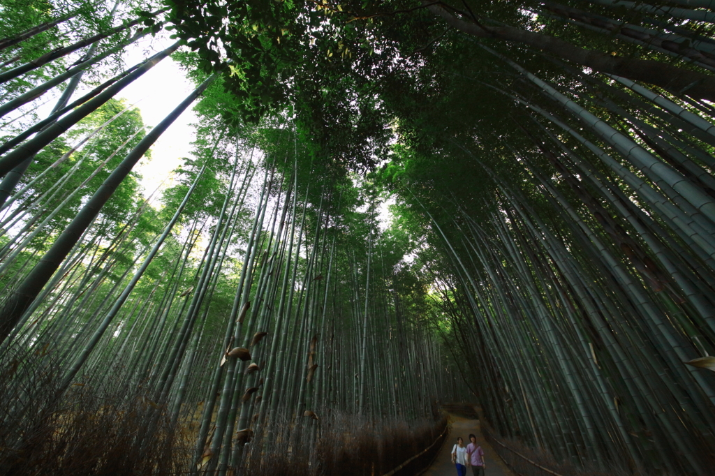 SIGMA 12-24mm F4.5-5.6 II DG HSMテスト6