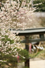 吉野梅郷　青梅市梅の公園 13