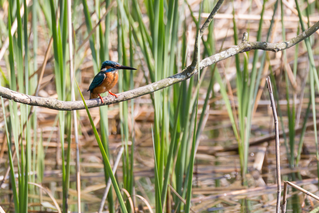 20140425カワセミ修行 2