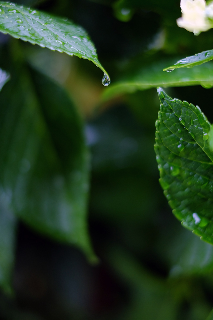 雨の週末 2