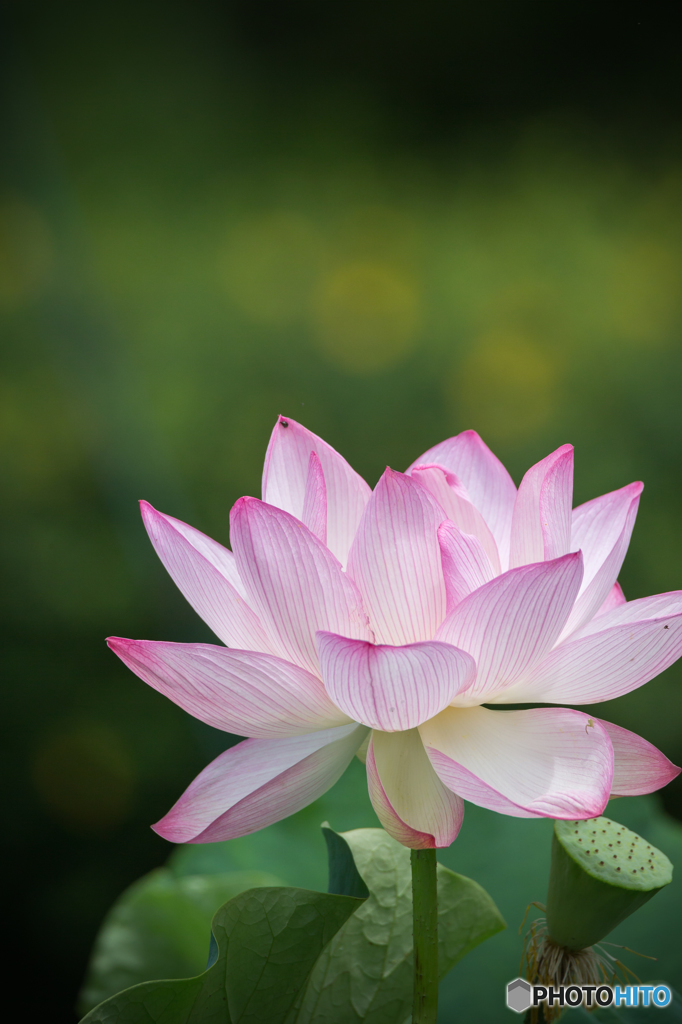 夏の華 3