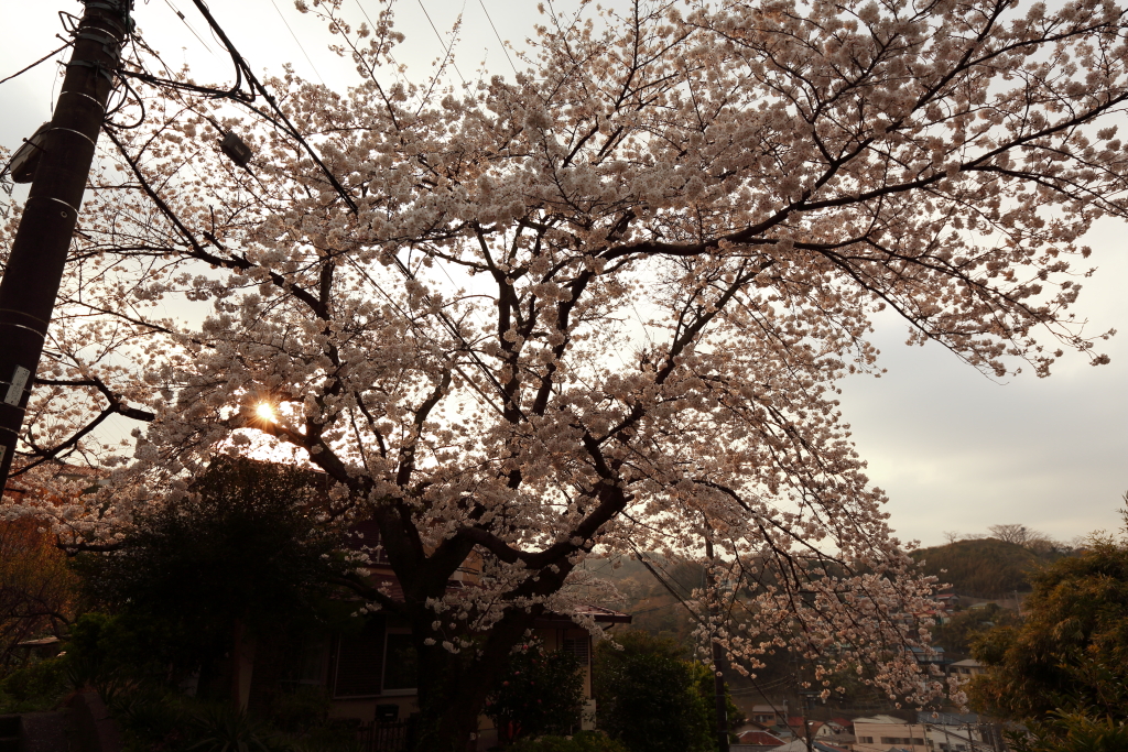 ご近所桜散策8