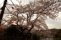 ご近所桜散策8