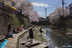 2019.4.5大岡川プロムナード開花情報⑫