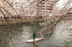 大岡川沿い花見散策 #1