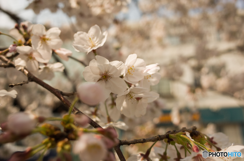 2019.3.28弘明寺開花状況②