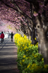 spring