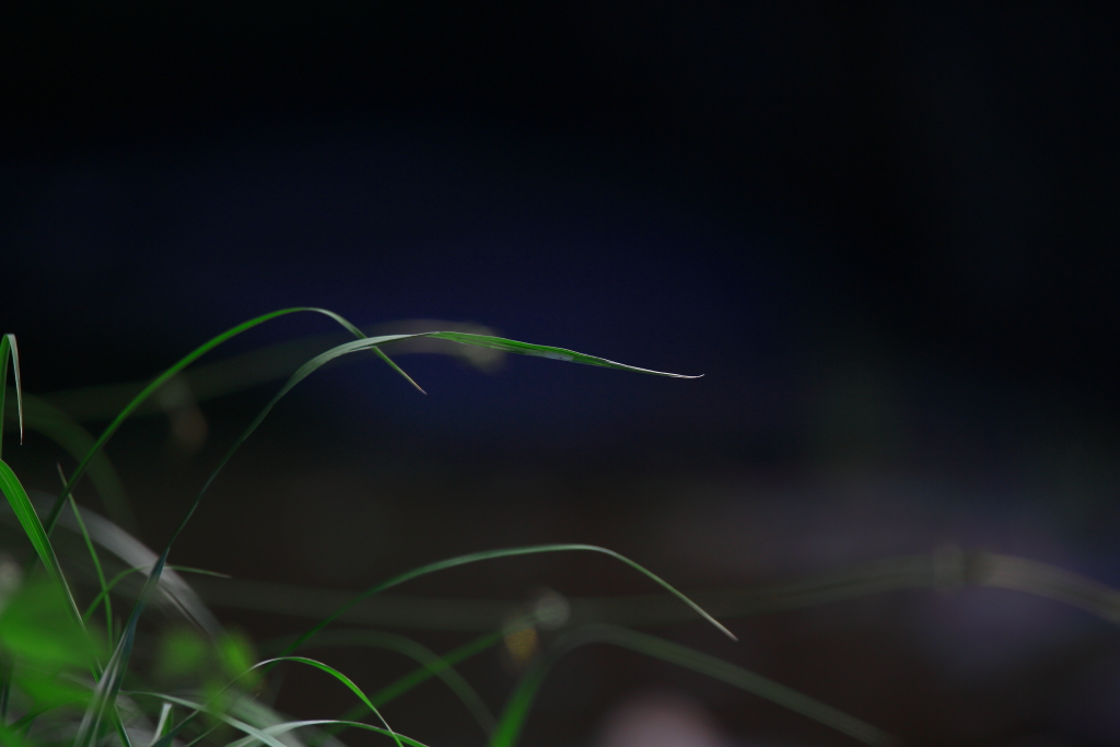 weeds