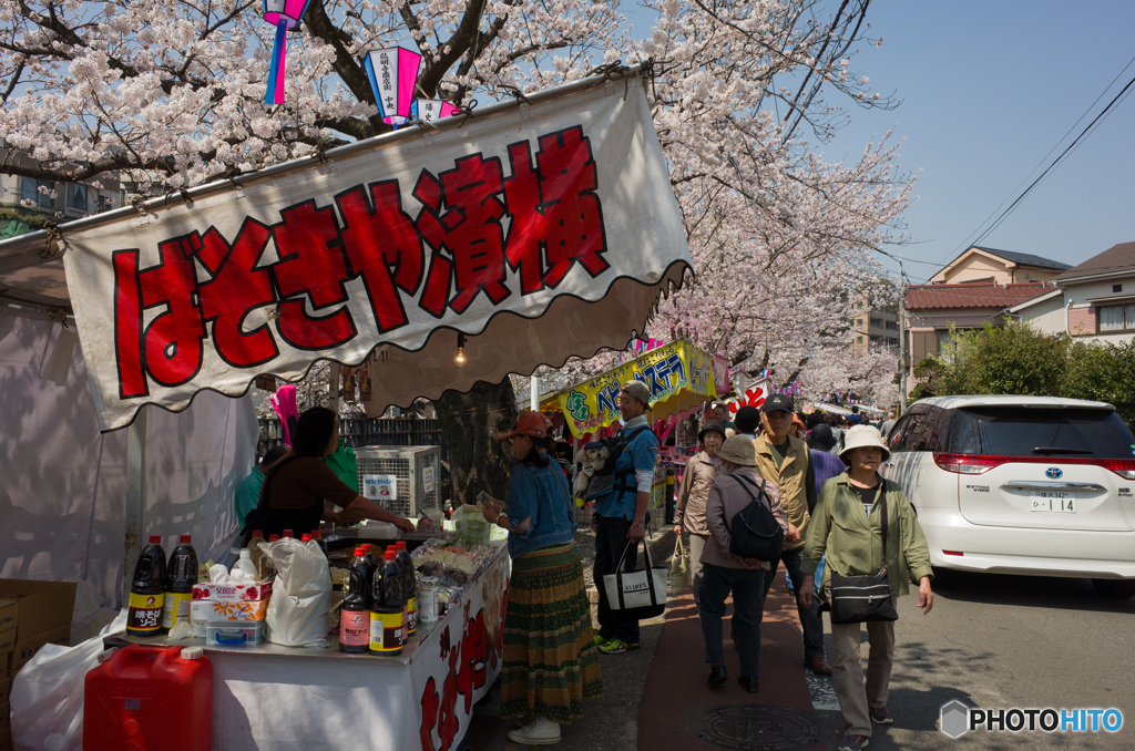 大岡川桜探訪 #5