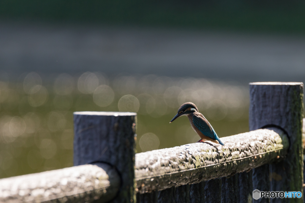 Kingfisher Snap #3